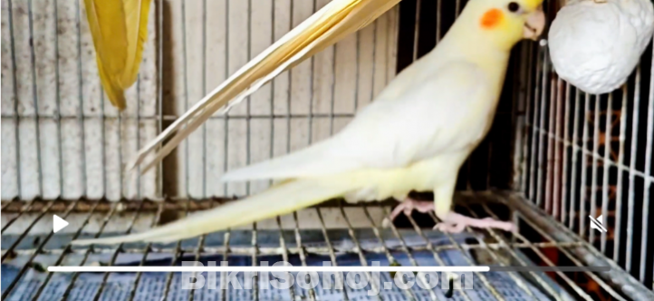 Lutino Cockatiel